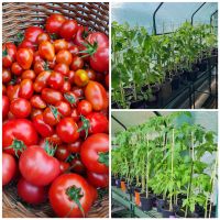 Bio-Tomatenpflänzchen liebevoll selbst gezüchet Nordrhein-Westfalen - Königswinter Vorschau