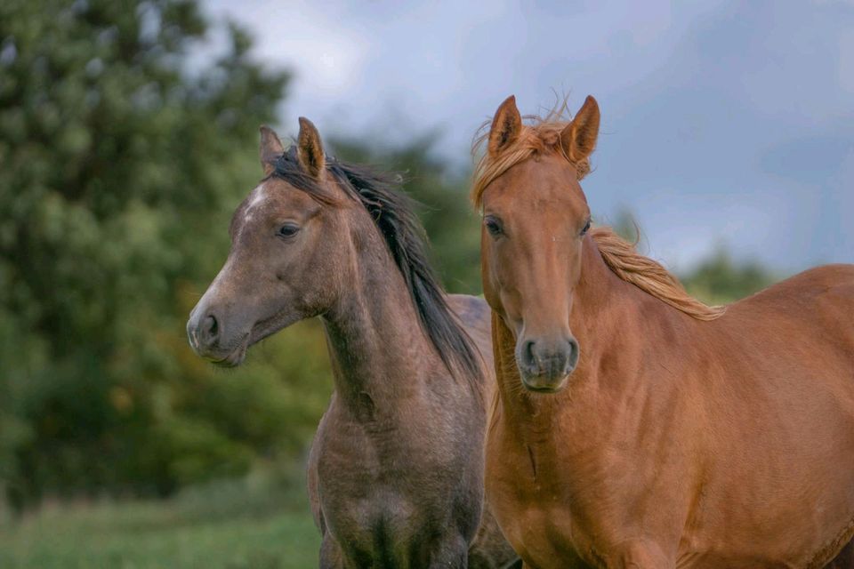 Vollblut Araber Junghengste in Ludwigsau