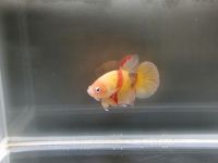 Betta Splendens Hmpk Nordrhein-Westfalen - Borken Vorschau