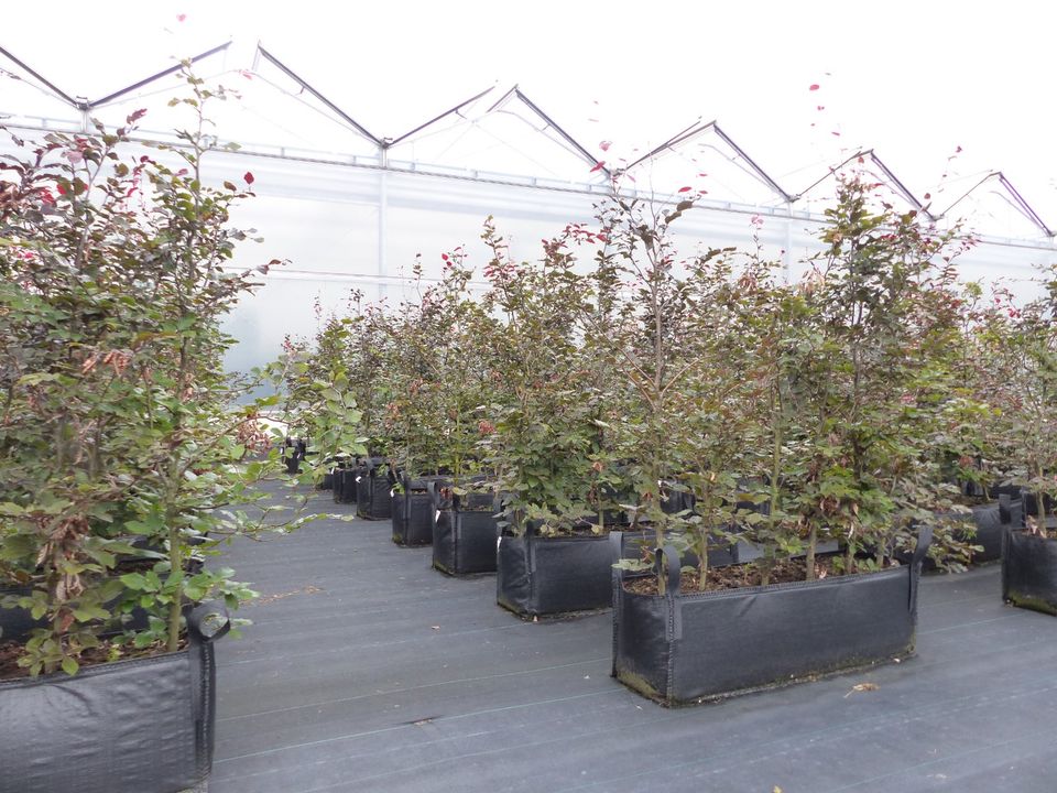 Fertige Hecke 200 cm H, 100 cm B, Hainbuche Blutbuche Liguster in Goch