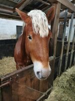 Pferde Box Stall Pferdestall Selbstversorger Nordrhein-Westfalen - Coesfeld Vorschau