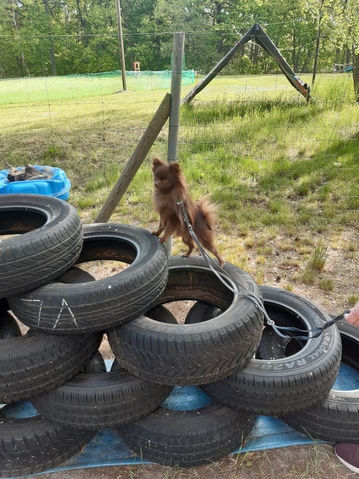 Hundeschule , Hundetraining in Oranienburg , Oberhavel , Berlin in Oranienburg