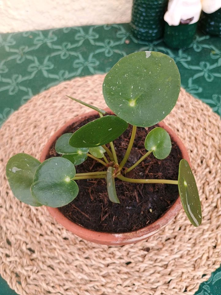 Pilea White Splash Ufopflanze panaschiert❤️ in Schrozberg