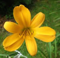 Hemerocallis Taglilie " FROM CHINA WITH LOVE  " DF Köln - Merkenich Vorschau