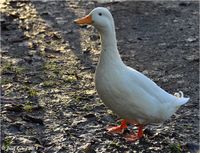 Enten - für Oktober vorbestellbar Nordwestmecklenburg - Landkreis - Grevesmuehlen Vorschau