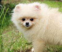 Zwergspitz Pomeranian Hündin sucht liebevolle Familie Saarland - Überherrn Vorschau