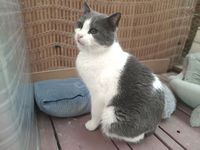 ❗️SOS❗️ Cloud, sanftmütiger Kater, ca. 5 Jahre *Handicap* München - Altstadt-Lehel Vorschau