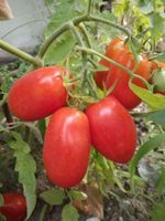 San Marzano Bio Tomatensamen - samenfest München - Altstadt-Lehel Vorschau