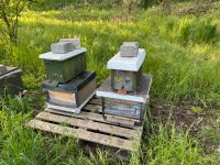 Bienen Ableger (Carnica) auf Zander ab sofort Hessen - Darmstadt Vorschau