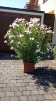 Oleander, groß, weiß blühend, Höhe 1,70m Baden-Württemberg - Rottenburg am Neckar Vorschau