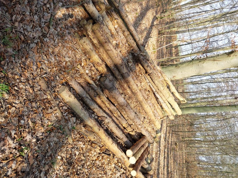 Brennholz Rundholz Kaminholz Pfahlholz frei Waldweg in Krusenfelde