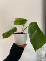 Monstera variegata Pflanze Hessen - Weilrod  Vorschau