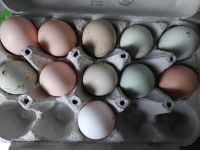 Eier von Freilandhühnern Nordrhein-Westfalen - Ennigerloh Vorschau