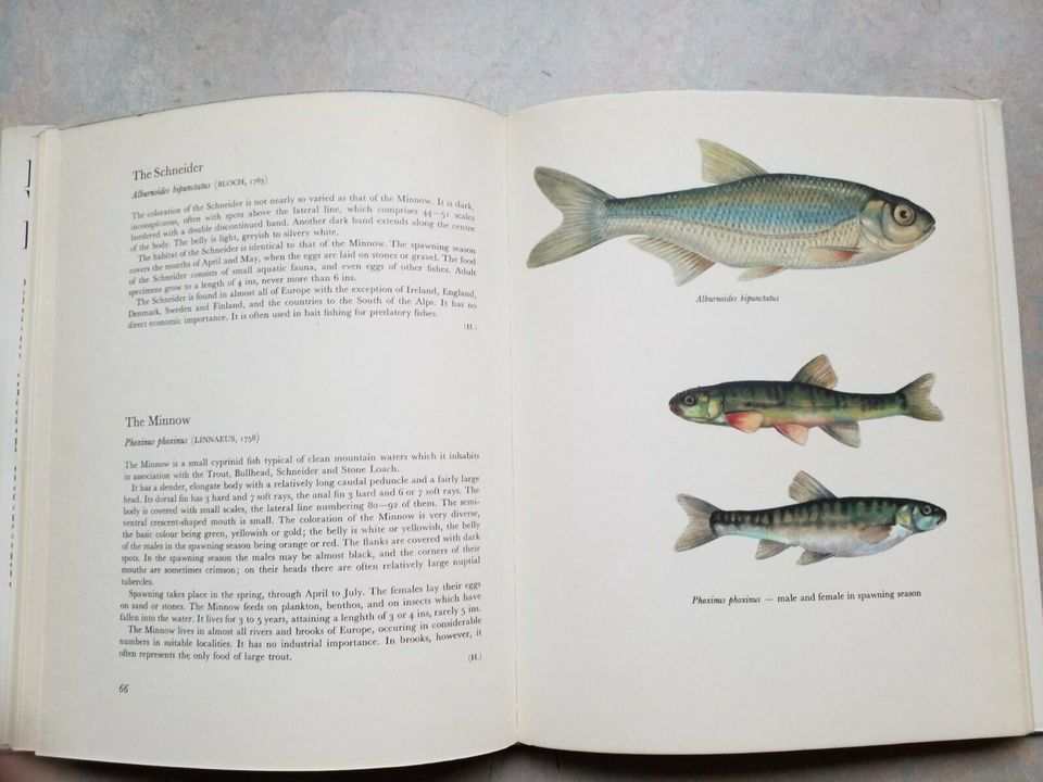 Buch Süsswasserfische Holcik / Maly Angeln Fische Geschenk in Berlin