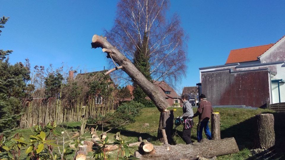 Baumfällung Baumpflege Heckenschnitt Wurzelfräsen Sturmschaden in Elmenhorst/Lichtenhagen