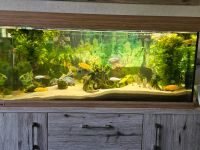 Eheim Aquarium komplett Krummhörn - Hamswehrum Vorschau