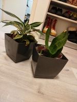 2x Blumentopf im Paket (mit Pflanzen) Hannover - Mitte Vorschau