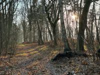 Suche Wald Forst Usedom Lieper Winkel Mecklenburg-Vorpommern - Rankwitz Vorschau