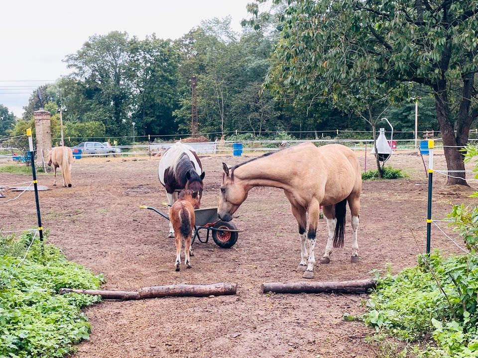 Shetlandpony Stute zu verkaufen in Bandelin