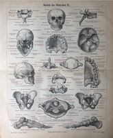 Poster Druck vintage Skelett Knochen Medizin Anatomie Berlin - Charlottenburg Vorschau