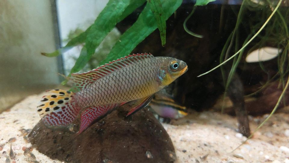 Pelvicachromis kribensis Moliwe in Olpe