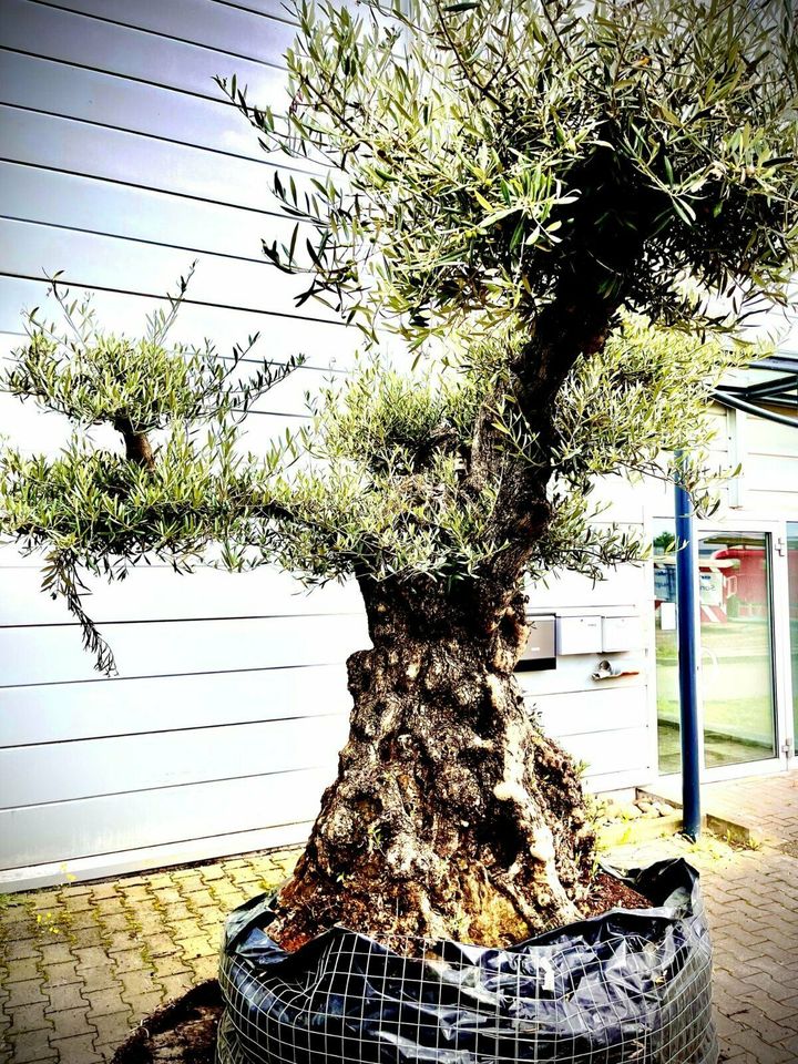 XXL Olivenbaum Olive Winterhart Olea Europaea 320 cm hoch in Ettenheim