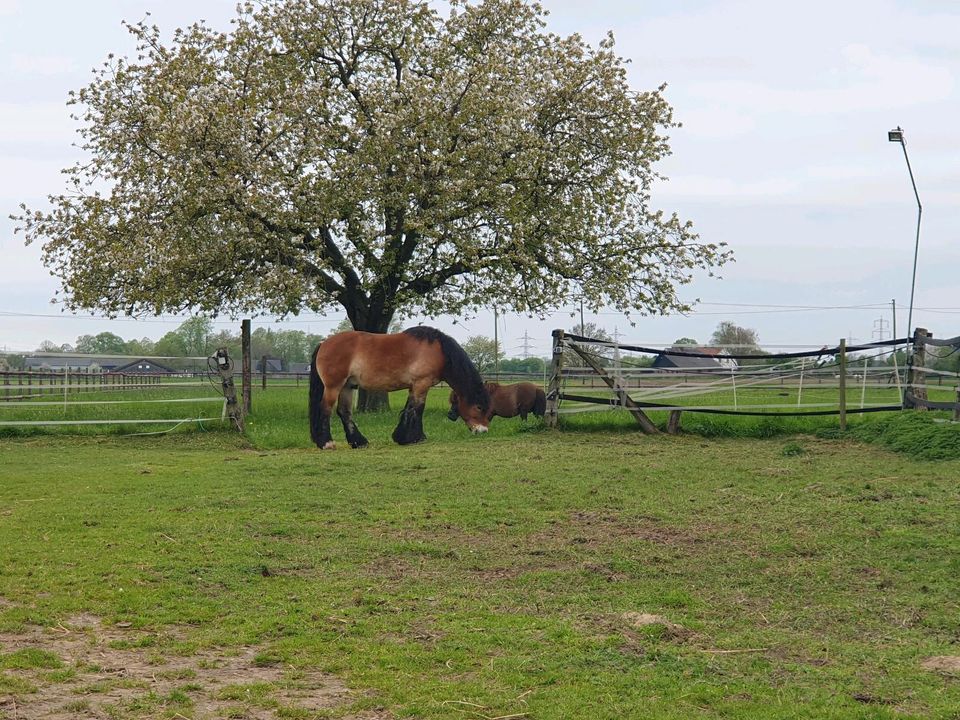 Pferdebox /stall frei für grossen Wallach in Voerde (Niederrhein)