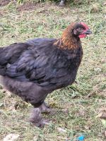 Marans Junghähne Niedersachsen - Liebenau Vorschau