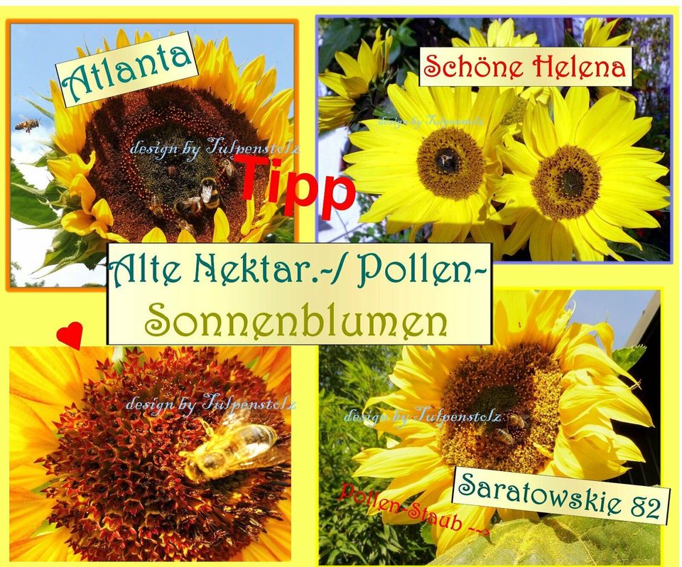 ♥ Rekordverdächtig ! Riesen Sonnenblume American Giant Samen Rar in Hamburg