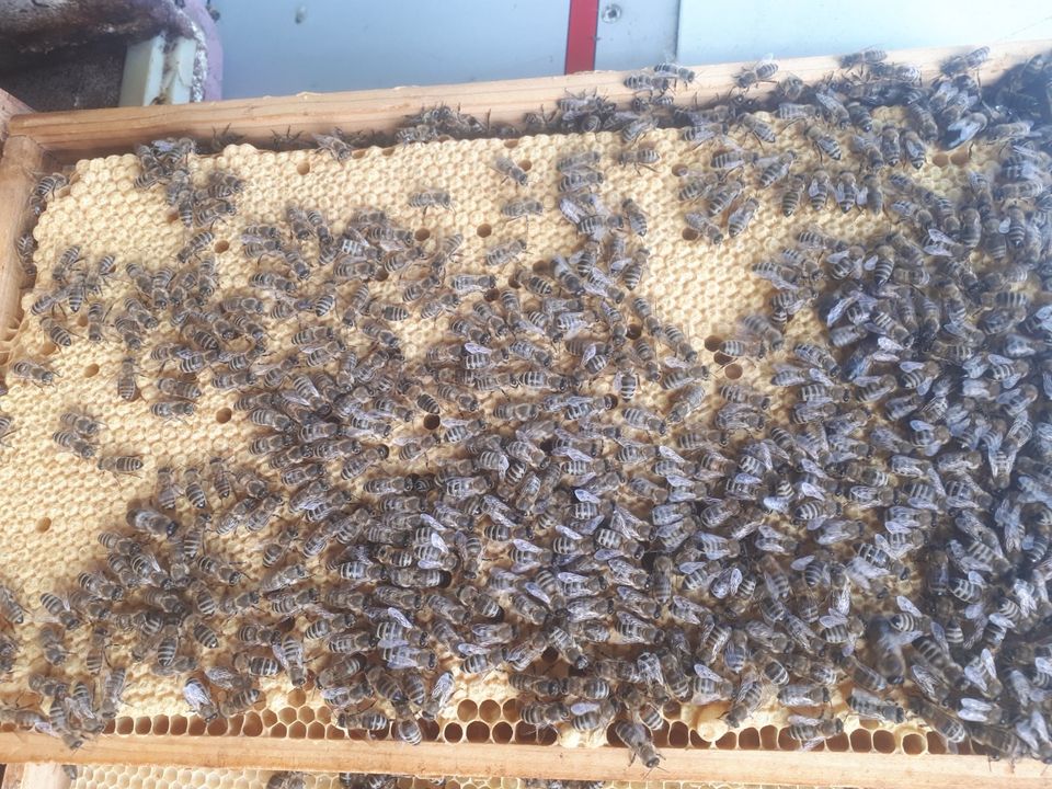 Bienenvölker zu verkaufen in Ennepetal