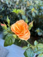 Côte d’Azur Rose / Jeddeloh / Beetrose orange - pfirsich Berlin - Charlottenburg Vorschau