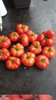 Tomatenpflanzen Nordrhein-Westfalen - Selm Vorschau