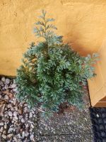 Blaue Zypresse chamaecyparis garten pflanze Hessen - Braunfels Vorschau