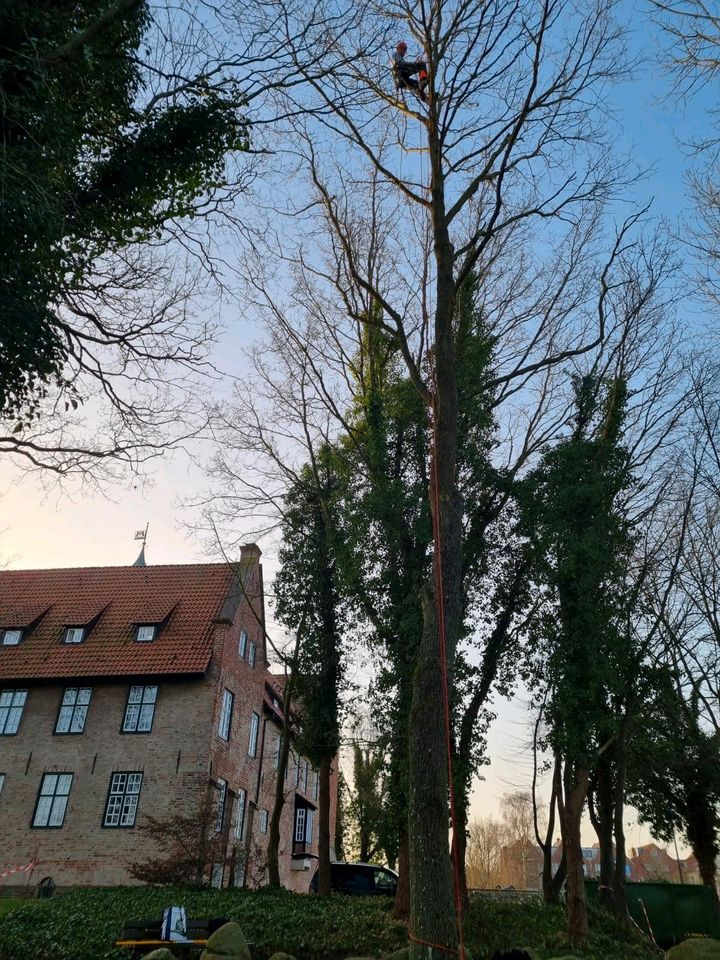 Heckenschnitt Heckenrodung Formschnitt Rückschnitt Gartenpflege in Bremerhaven