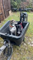 Lastenrad Verleih Cargobike mieten Tag, Woche, Montagsweise E Bik Niedersachsen - Kirchgellersen Vorschau