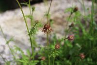 Pimpinelle Sanguisorba minor Bayern - Berg bei Neumarkt i.d.Opf. Vorschau