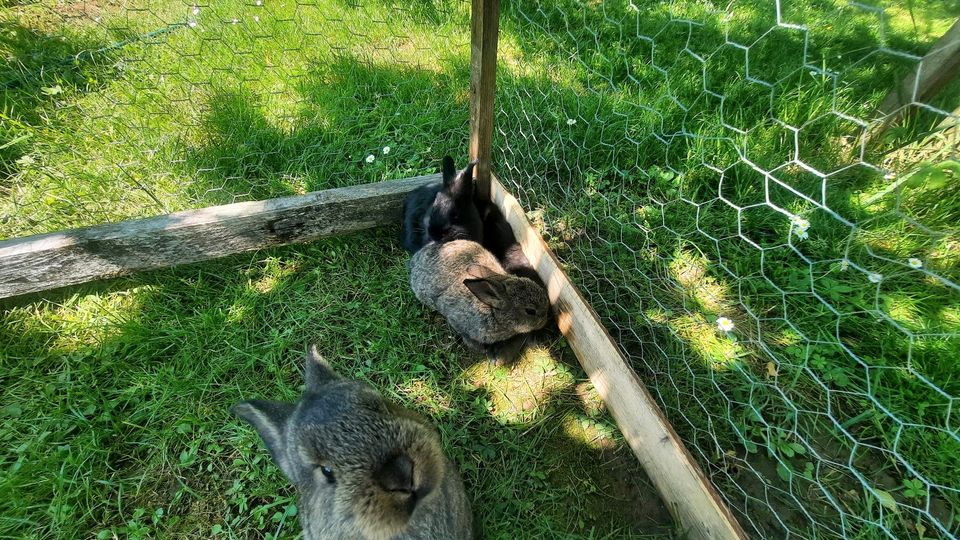 Hasen Kaninchen Jungtiere in Heilbronn