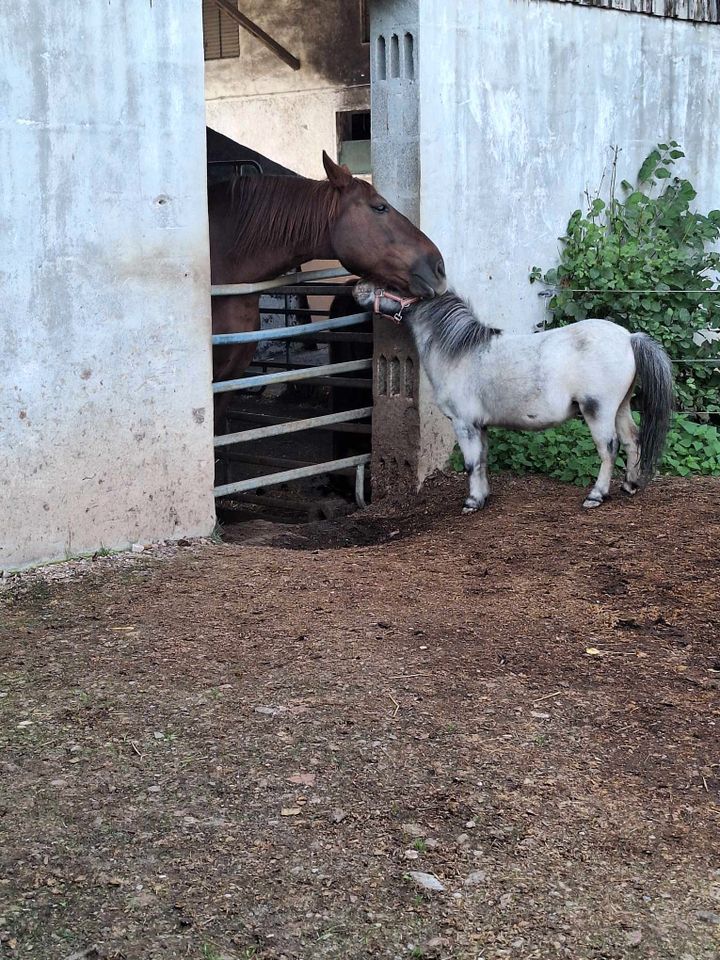 Reitbeteiligung auf Kaltblut in Kraiburg am Inn