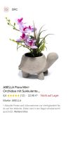 QVC Abella Flora Mini-Orchidee mit Sukkulente Zementtopf Rheinland-Pfalz - Neuwied Vorschau