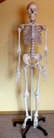Anatomie Skelett 180 cm groß Baden-Württemberg - Esslingen Vorschau