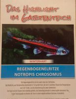 Regenbogenelritzen Notropis Chrosomus Rarität Niedersachsen - Salzgitter Vorschau