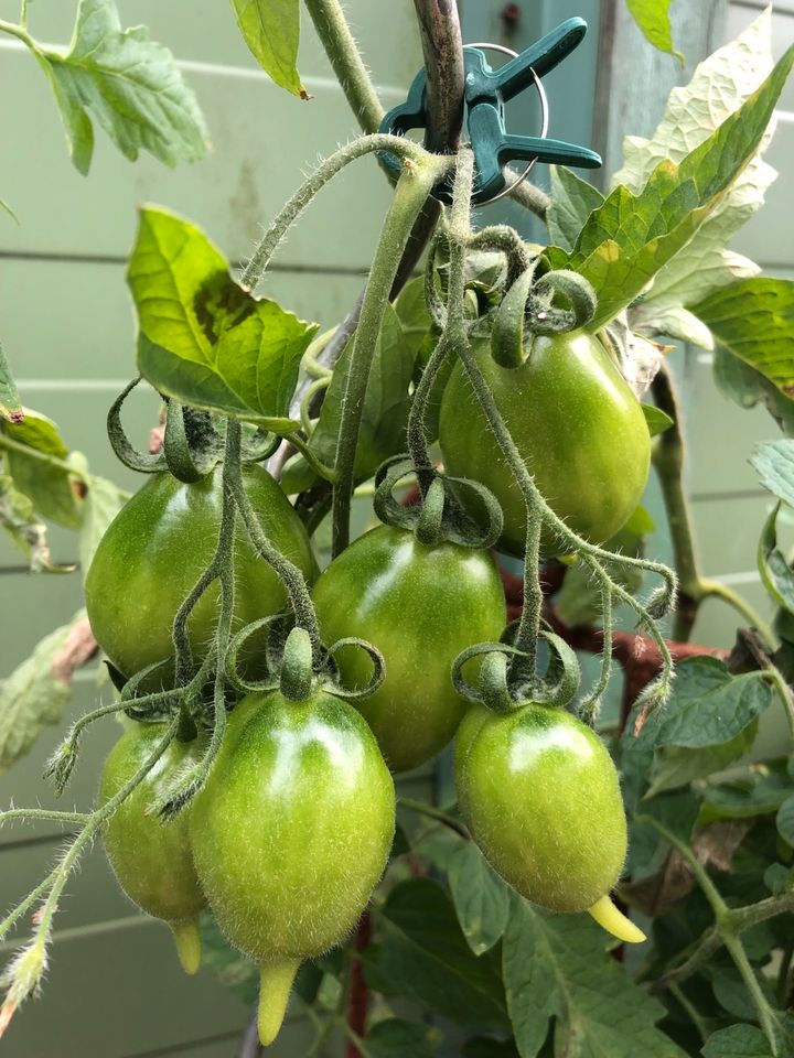 Samen 2023 Tomate Goldener Kanarienvogel  gelbe Russische Sorte in Bremen