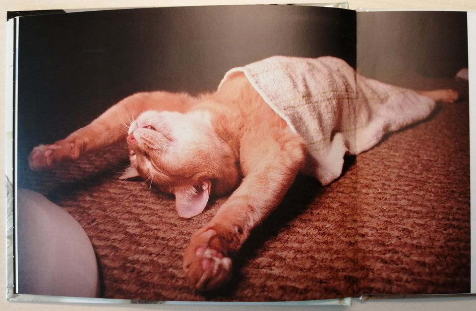 Gechillte Katzen - Lustiges Fotobuch für Katzenliebhaber in Winnenden