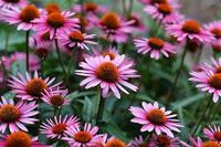 Roter Sonnenhut Samen Gartenpflanze Blüte Aachen - Aachen-Mitte Vorschau