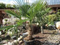 Trachycarpus fortunei, Chinesische Hanfpalme Rheinland-Pfalz - Lingenfeld Vorschau