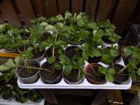 Erdbeerpflanzen zu verkaufen  siehe Bilder  6 Pflanzen 4,-€ Nordrhein-Westfalen - Hamm Vorschau