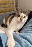 Katze sucht liebevolles Zuhause für immer / Kätzin Bayern - Ingolstadt Vorschau