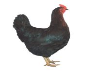 legereife Hühner / Junghennen der Rasse Bovan schwarz Ganzlin - Retzow Vorschau