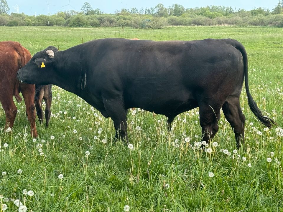 Fullblood Wagyu Bulle in Bützow