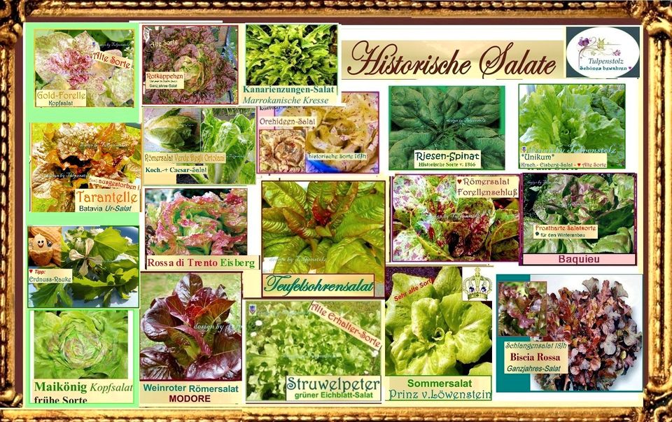 ♥ BIO Forellenschluss Römer Salat,Samen,Gemüse,Tulpenstolz in Hamburg
